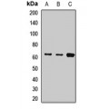 LifeSab™ KRT9 Rabbit pAb (50 µl)