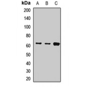 LifeSab™ KRT9 Rabbit pAb (50 µl)