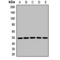 LifeSab™ AP1-mu-1 Rabbit pAb (50 µl)