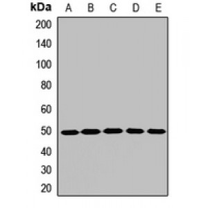 LifeSab™ AP1-mu-1 Rabbit pAb (50 µl)
