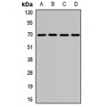 LifeSab™ KLHL9 Rabbit pAb (50 µl)