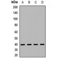 LifeSab™ Syncytin-2 Rabbit pAb (50 µl)