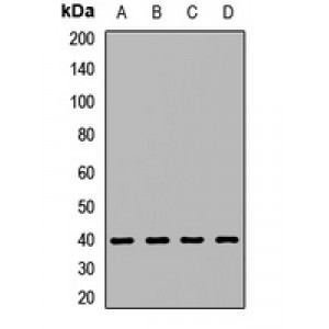 LifeSab™ Syncytin-2 Rabbit pAb (50 µl)
