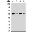 LifeSab™ LOXL1 Rabbit pAb (50 µl)