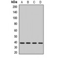 LifeSab™ GYG1 Rabbit pAb (50 µl)