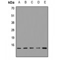 LifeSab™ HINT1 Rabbit pAb (50 µl)