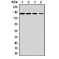 LifeSab™ MAN2A1 Rabbit pAb (50 µl)