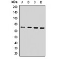LifeSab™ SLC11A2 Rabbit pAb (50 µl)