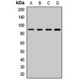 LifeSab™ SPG7 Rabbit pAb (50 µl)