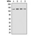 LifeSab™ EIF3B Rabbit pAb (50 µl)