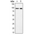 LifeSab™ USP13 Rabbit pAb (50 µl)