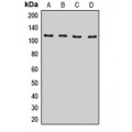 LifeSab™ BICD2 Rabbit pAb (50 µl)