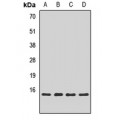 LifeSab™ Snapin Rabbit pAb (50 µl)