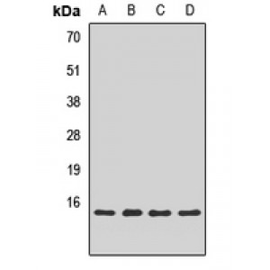 LifeSab™ Snapin Rabbit pAb (50 µl)