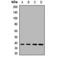 LifeSab™ DDAH1 Rabbit pAb (50 µl)
