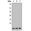 LifeSab™ GNG2 Rabbit pAb (50 µl)