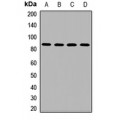 LifeSab™ BANK1 Rabbit pAb (50 µl)