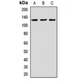 LifeSab™ CACNA2D3 Rabbit pAb (50 µl)