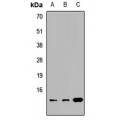 LifeSab™ CISD1 Rabbit pAb (50 µl)