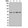 LifeSab™ COG6 Rabbit pAb (50 µl)