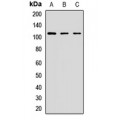 LifeSab™ STRIP1 Rabbit pAb (50 µl)