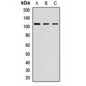 LifeSab™ STRIP1 Rabbit pAb (50 µl)
