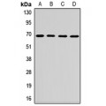 LifeSab™ SNX18 Rabbit pAb (50 µl)