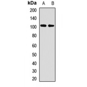 LifeSab™ ZC3H14 Rabbit pAb (50 µl)