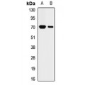 LifeSab™ KRT2 Rabbit pAb (50 µl)