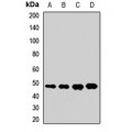 LifeSab™ ERAL1 Rabbit pAb (50 µl)