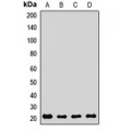 LifeSab™ REEP5 Rabbit pAb (50 µl)