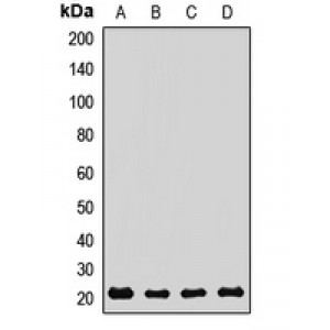 LifeSab™ REEP5 Rabbit pAb (50 µl)