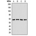 LifeSab™ RIC8A Rabbit pAb (50 µl)