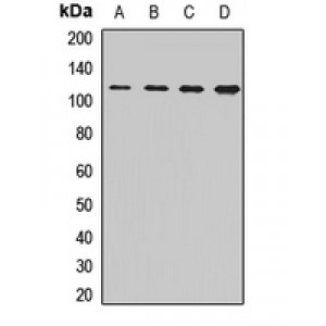 LifeSab™ CORIN Rabbit pAb (50 µl)