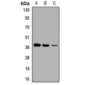 LifeSab™ GNA14 Rabbit pAb (50 µl)