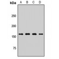 LifeSab™ PLB Rabbit pAb (50 µl)