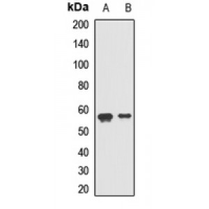 LifeSab™ LMAN1 Rabbit pAb (50 µl)