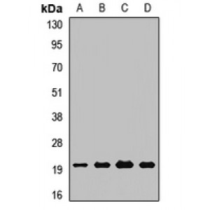 LifeSab™ PDF Rabbit pAb (50 µl)