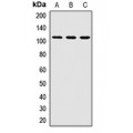 LifeSab™ PEX6 Rabbit pAb (50 µl)