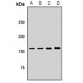LifeSab™ ARAP1 Rabbit pAb (50 µl)