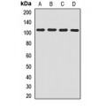 LifeSab™ COPB1 Rabbit pAb (50 µl)