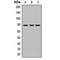 LifeSab™ NFKBIZ Rabbit pAb (50 µl)