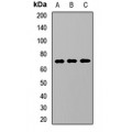 LifeSab™ KREMEN Rabbit pAb (50 µl)