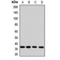LifeSab™ Rhodanese Rabbit pAb (50 µl)