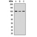 LifeSab™ GPR49 Rabbit pAb (50 µl)
