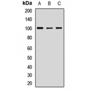 LifeSab™ GPR49 Rabbit pAb (50 µl)