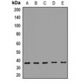 LifeSab™ GIPC Rabbit pAb (50 µl)