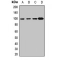 LifeSab™ COPG1 Rabbit pAb (50 µl)