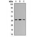 LifeSab™ RCN1 Rabbit pAb (50 µl)
