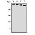 LifeSab™ USP24 Rabbit pAb (50 µl)